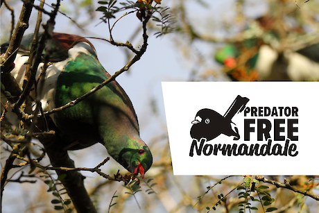 Predator Free Normandale