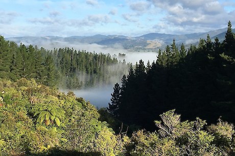 Pest Free Mount Marua