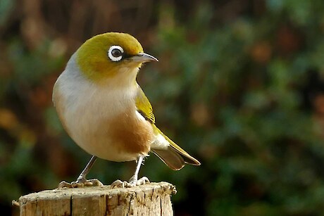 Pest Free Mount Marua