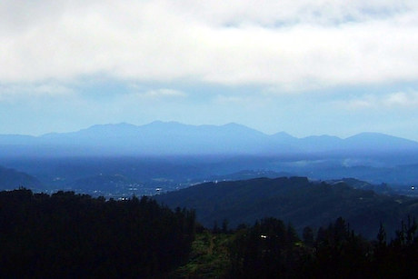 Pest Free Blue Mountains