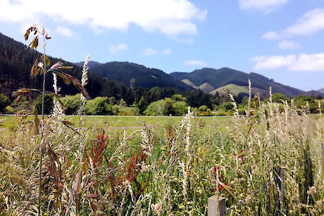 Pest Free Whitemans Valley