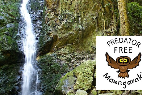 Predator Free Maungaraki