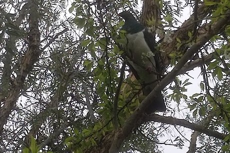Pest Free Heretaunga