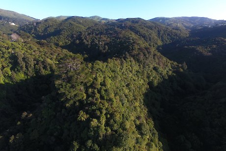Predator Free Pareraho