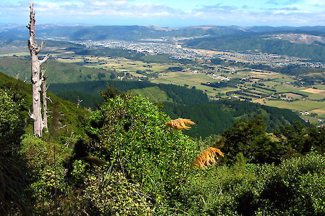 Pest Free Mangaroa