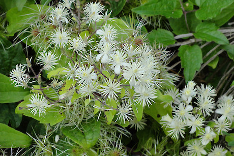 Old Man’s Beard Busters