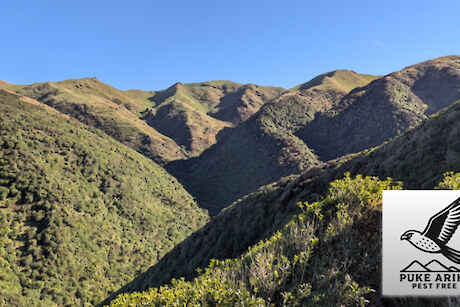 Puke Ariki Pest Free