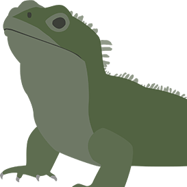 Tuatara