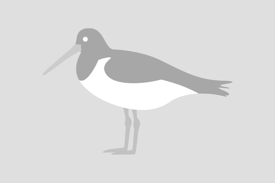 Puke Ariki Pest Free